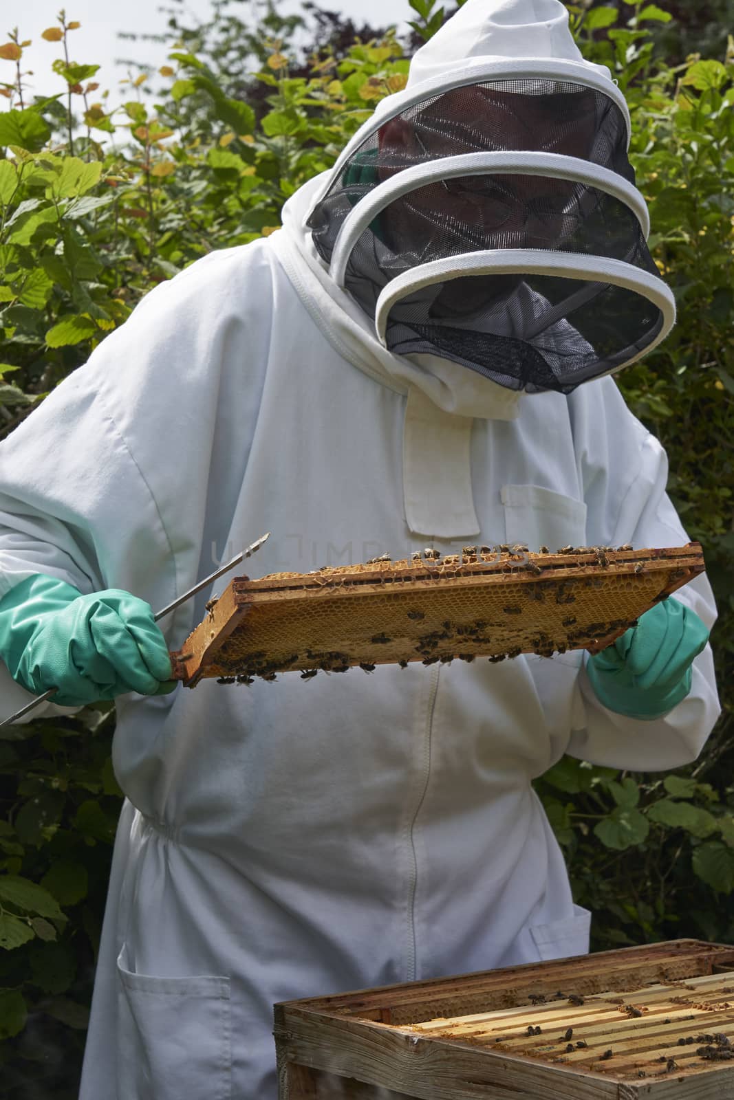 Beekeeper inspecting a frame of honey from hive by gemphotography