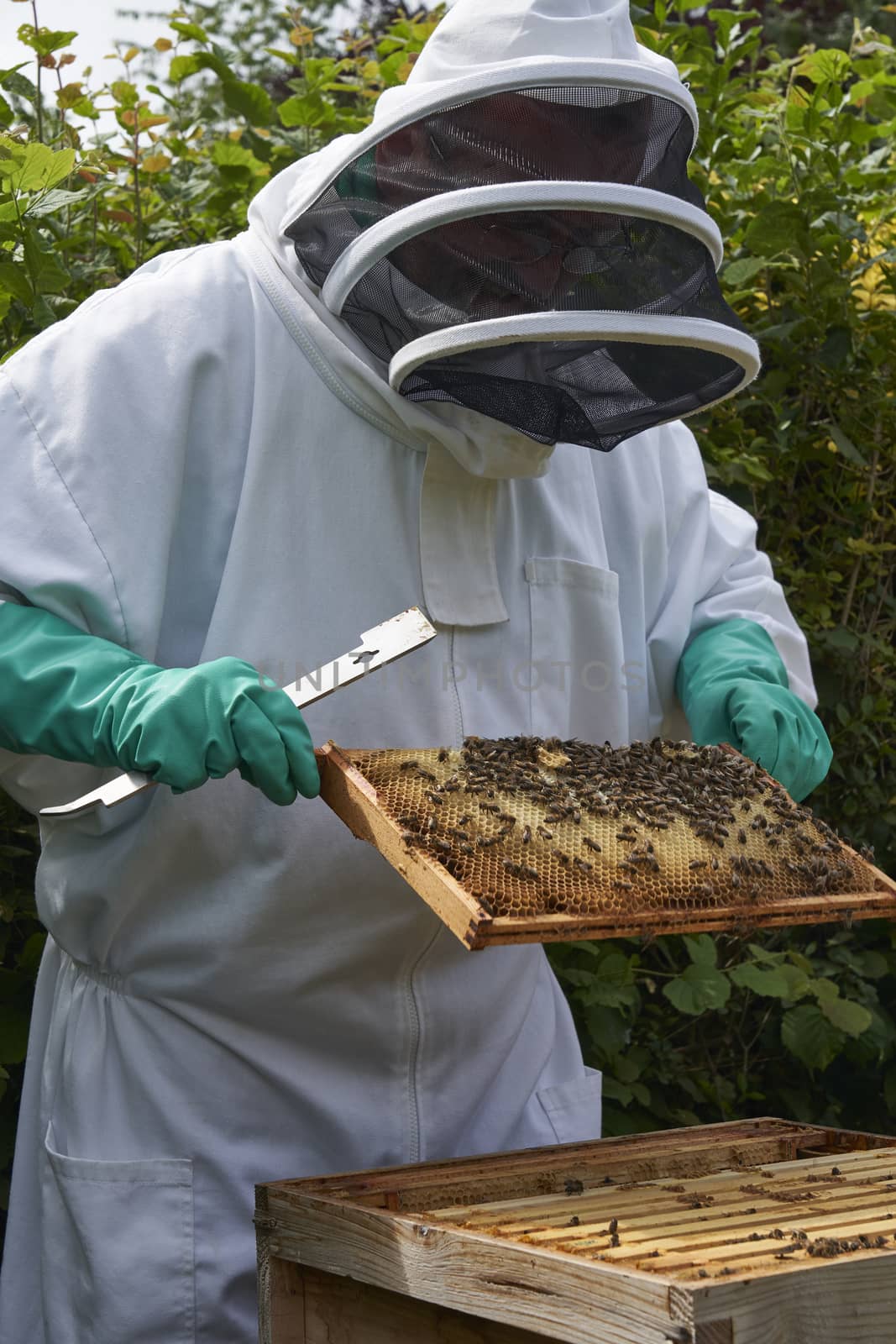 Beekeeper inspecting a frame of honey from hive