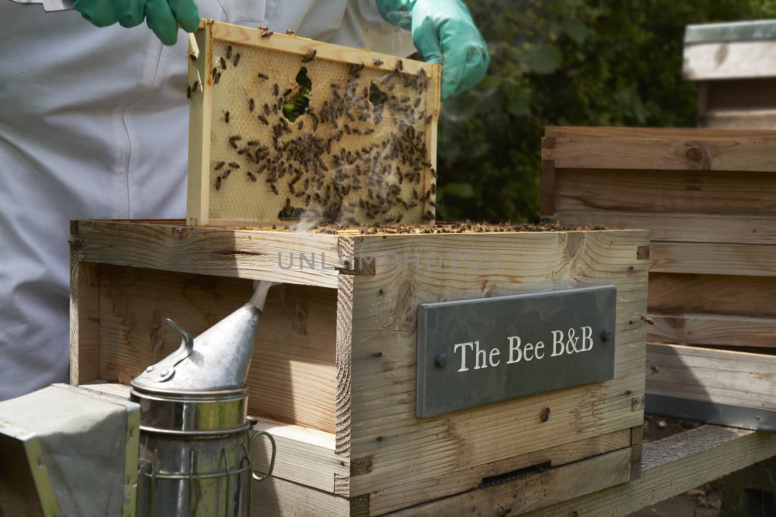 Beekeeper inspecting a frame of honey from hive by gemphotography