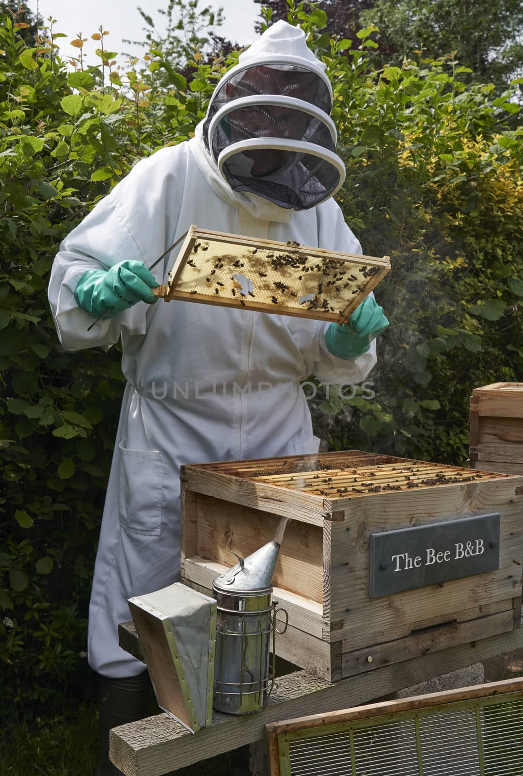 Beekeeper inspecting a frame of honey from hive by gemphotography