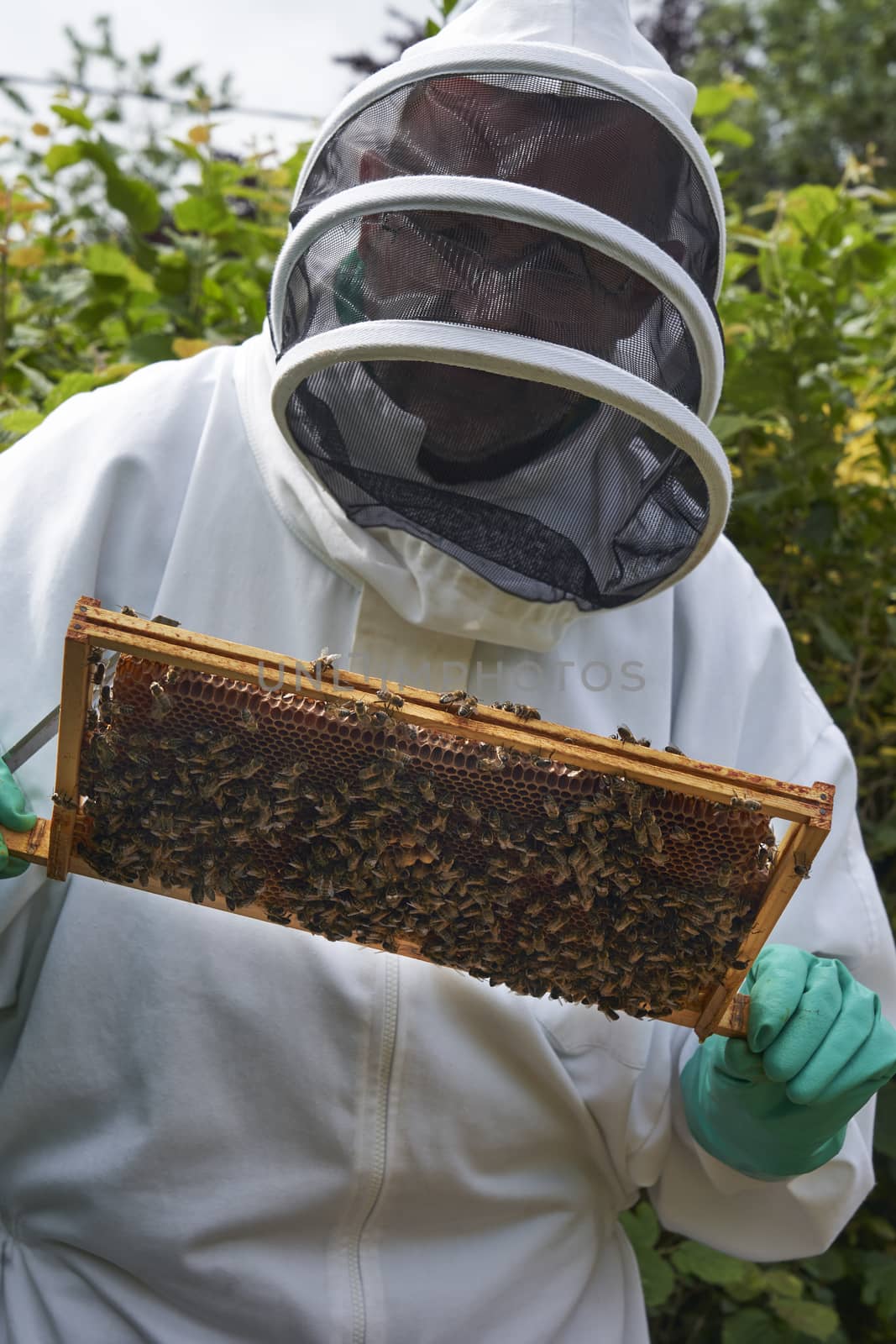 Beekeeper inspecting a frame of honey from hive by gemphotography