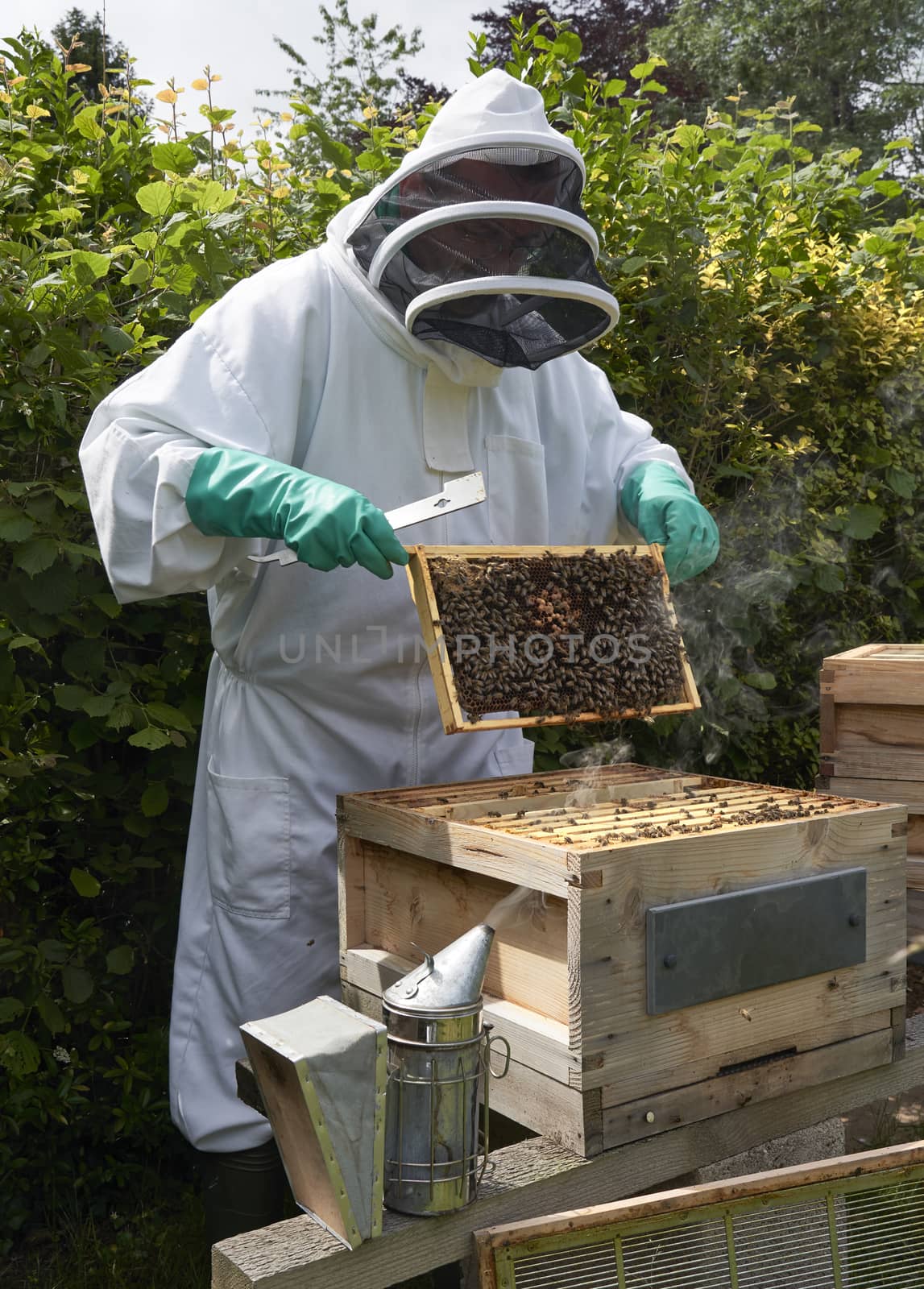 Beekeeper inspecting a frame of honey from hive