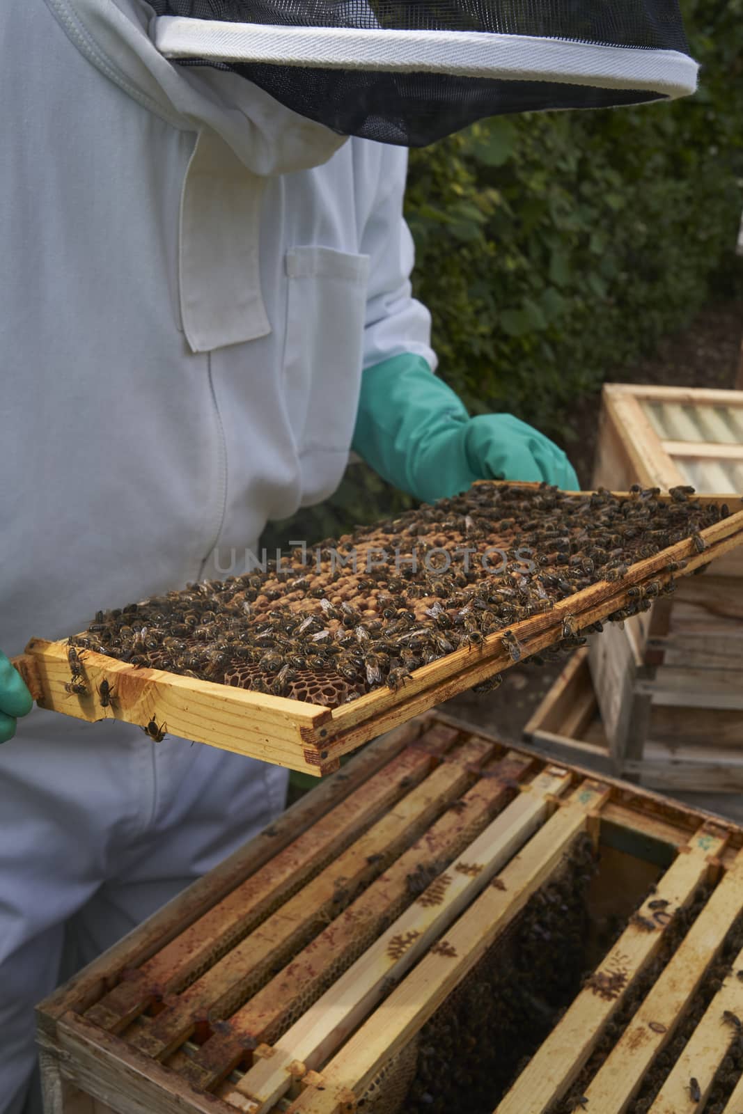 Beekeeper inspecting a frame of honey from hive