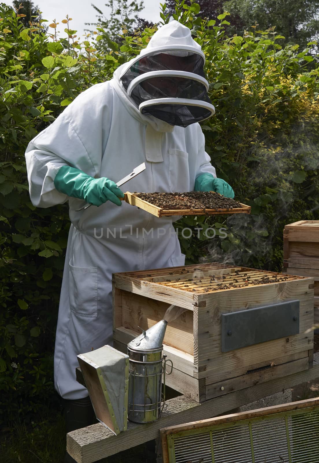 Beekeeper inspecting a frame of honey from hive by gemphotography