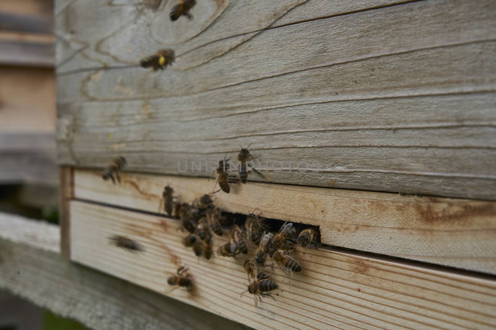 Bees flying in and out of beehive entrance