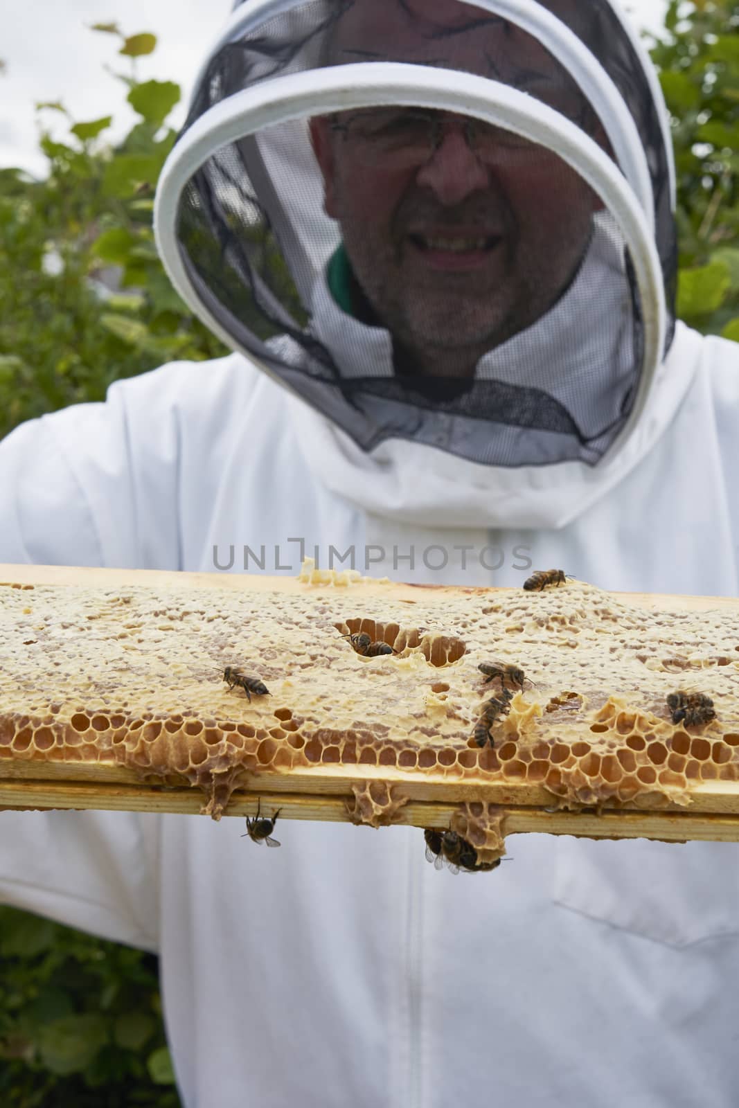 Beekeeper inspecting a frame of honey from hive by gemphotography