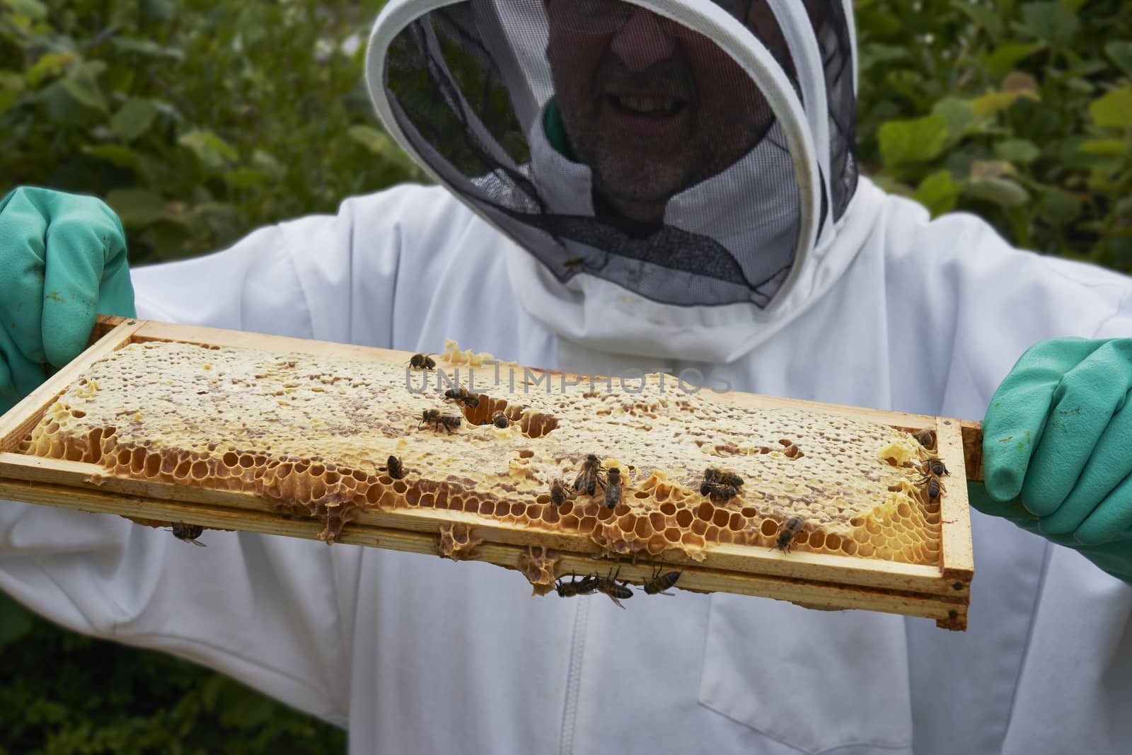 Beekeeper inspecting a frame of honey from hive by gemphotography