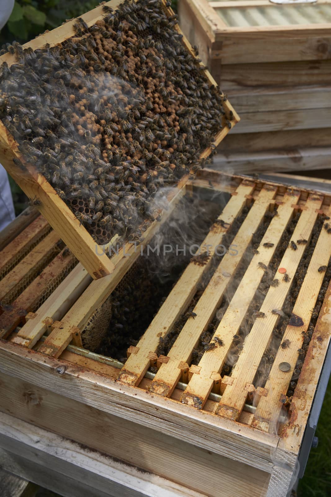 Beekeeper inspecting a frame of honey from hive