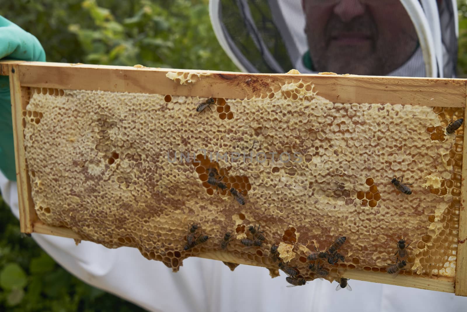 Beekeeper inspecting a frame of honey from hive by gemphotography