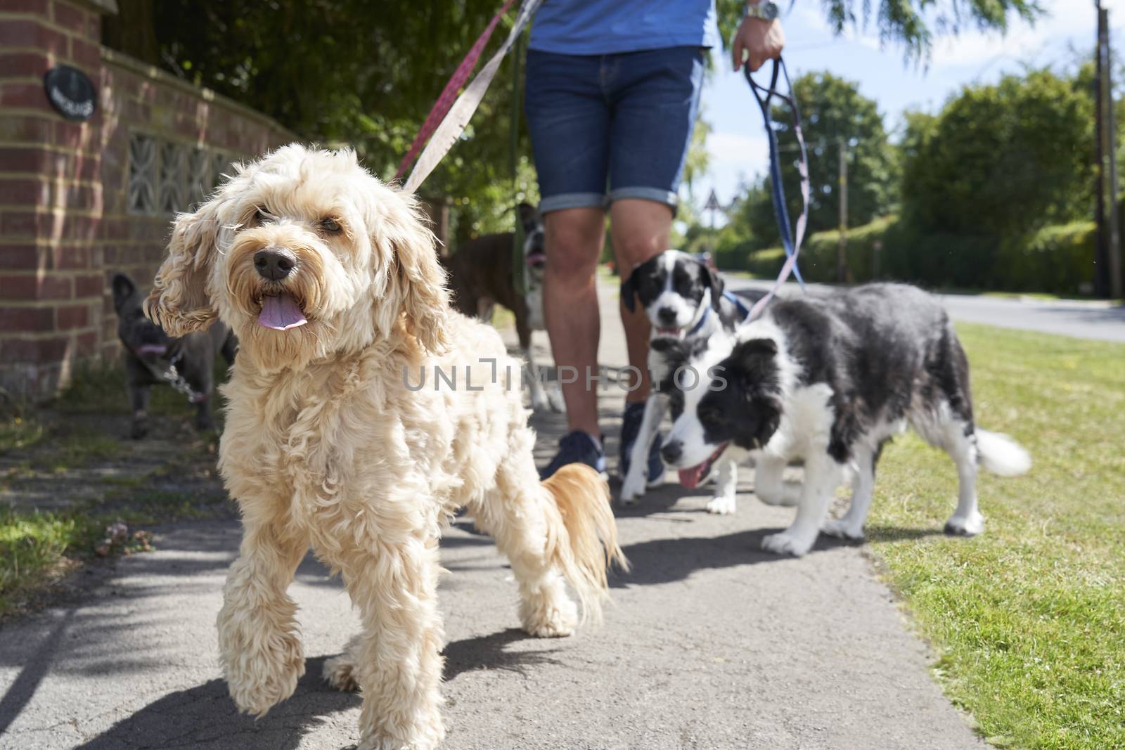 Close up of cockapoo pet dog being walked on suburban street with other dogs by male dog walker