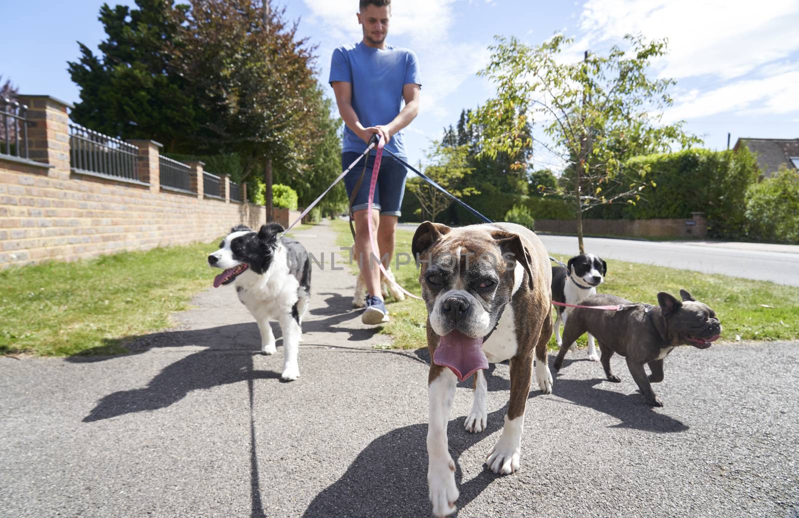 Young male dog walker walking dogs along suburban street by gemphotography