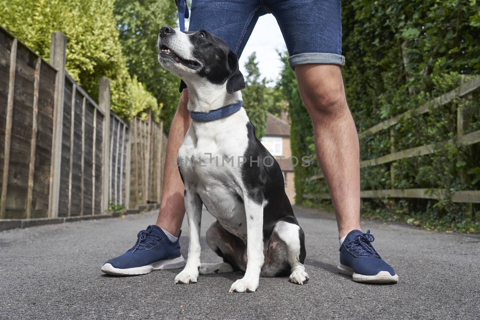 Mongrel pet dog sitting and looking up at owner by gemphotography