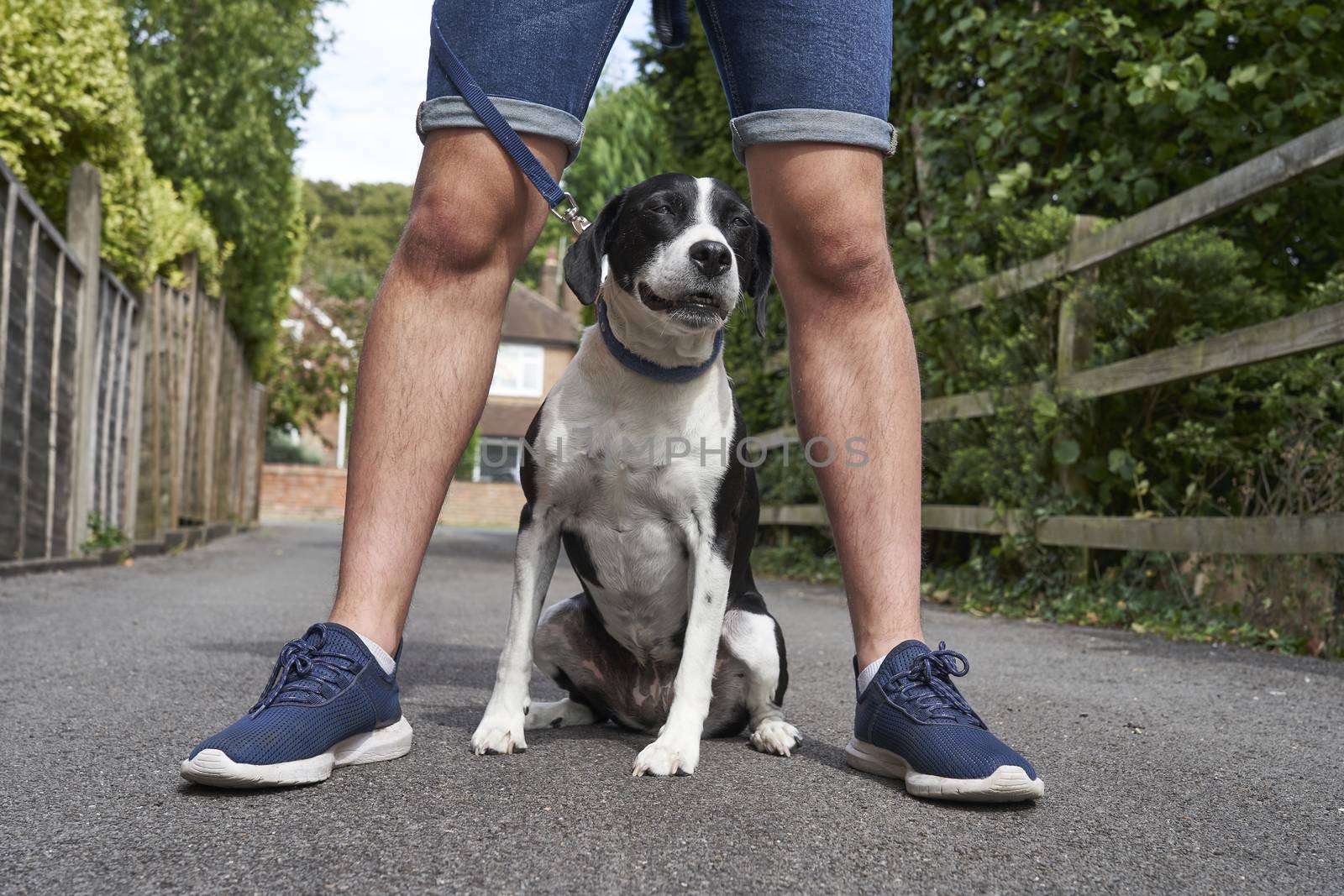 Mongrel pet dog sitting between owners legs by gemphotography