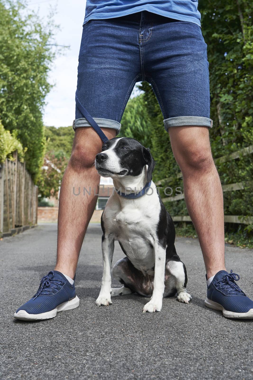 Mongrel pet dog sitting between owners legs