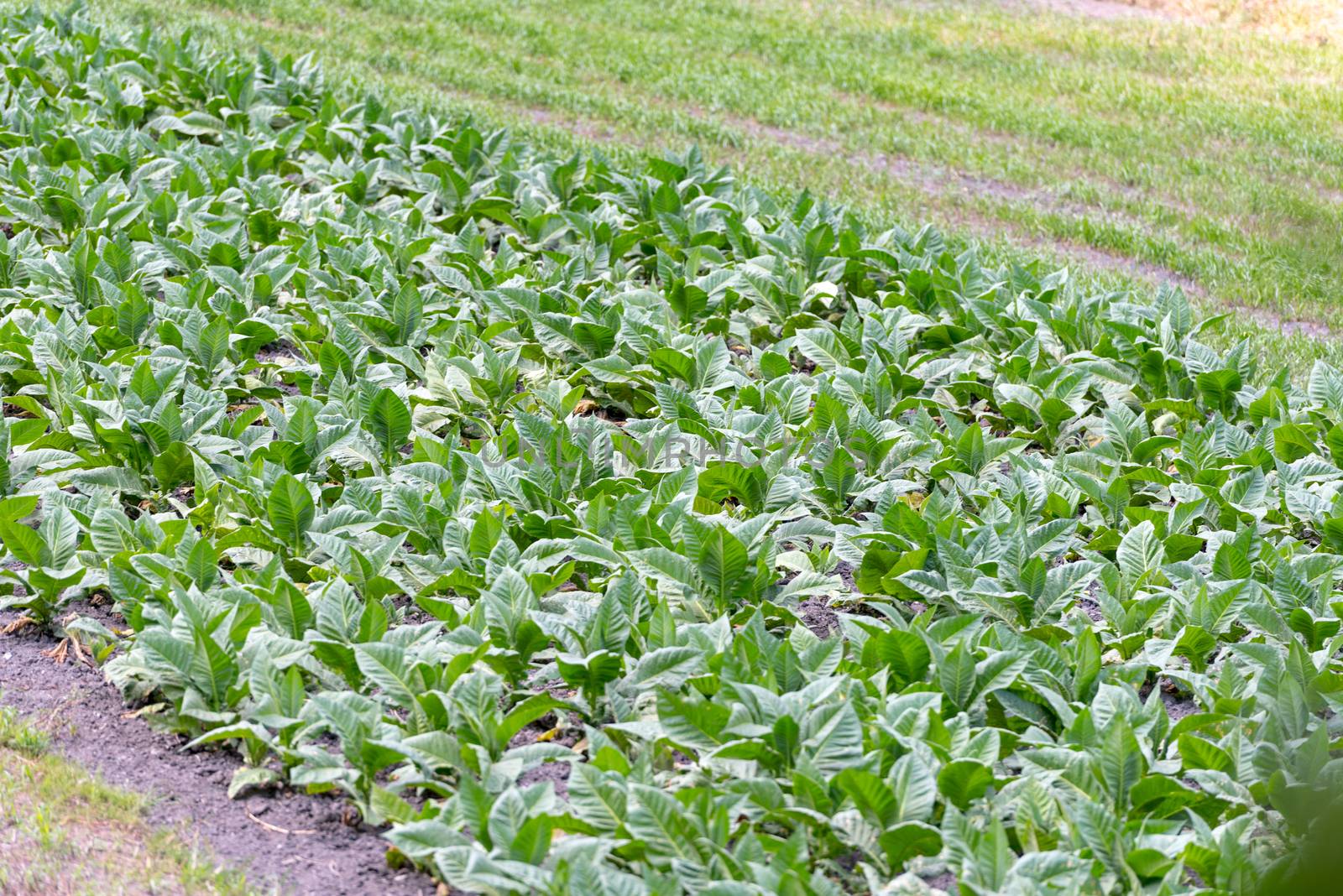 Tobacco plantation in Oridno, Andorra in summer.