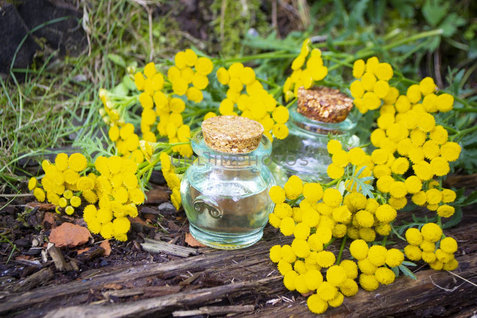 tansy essential oil in a beautiful vintage little bottle in garden