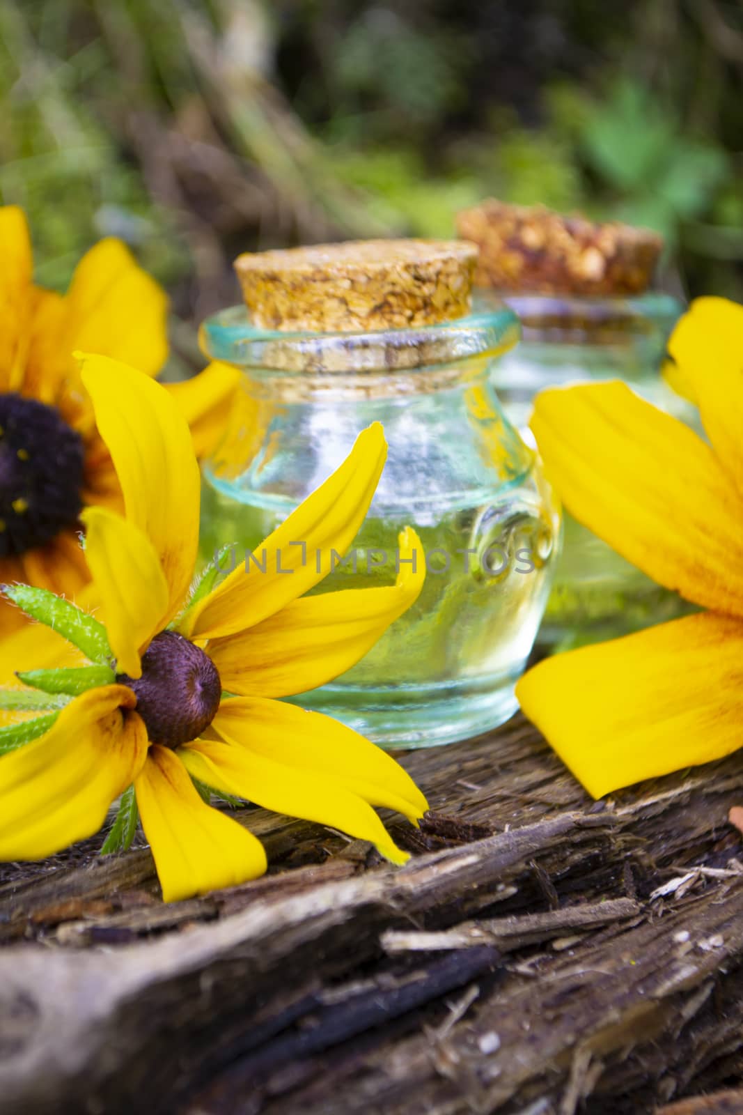 Essence of Rudbeckia flowers in beautiful glass Bottle. Vertical image