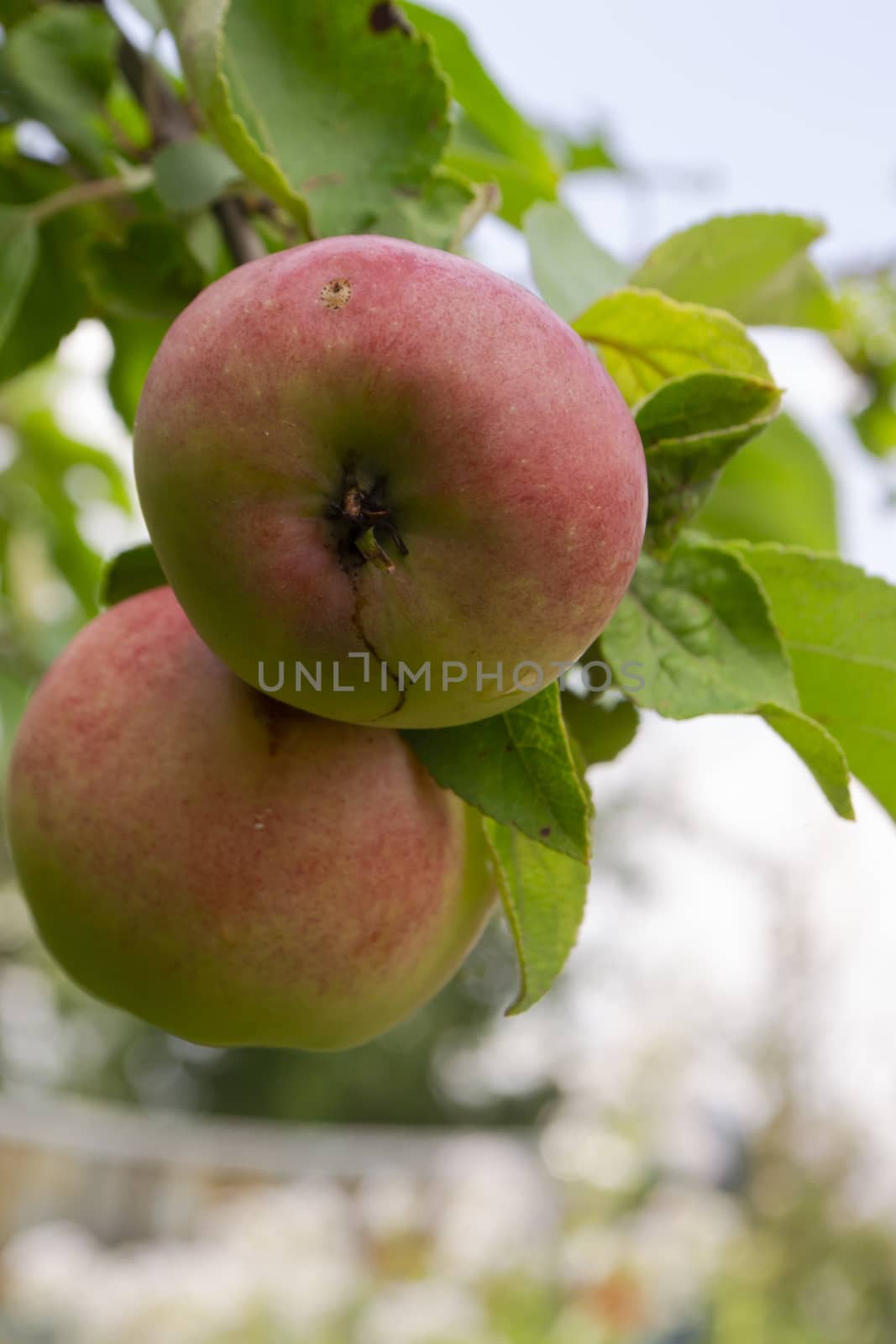 Pink organic apples grows on a branch among the green foliage against a sky. Vertical image