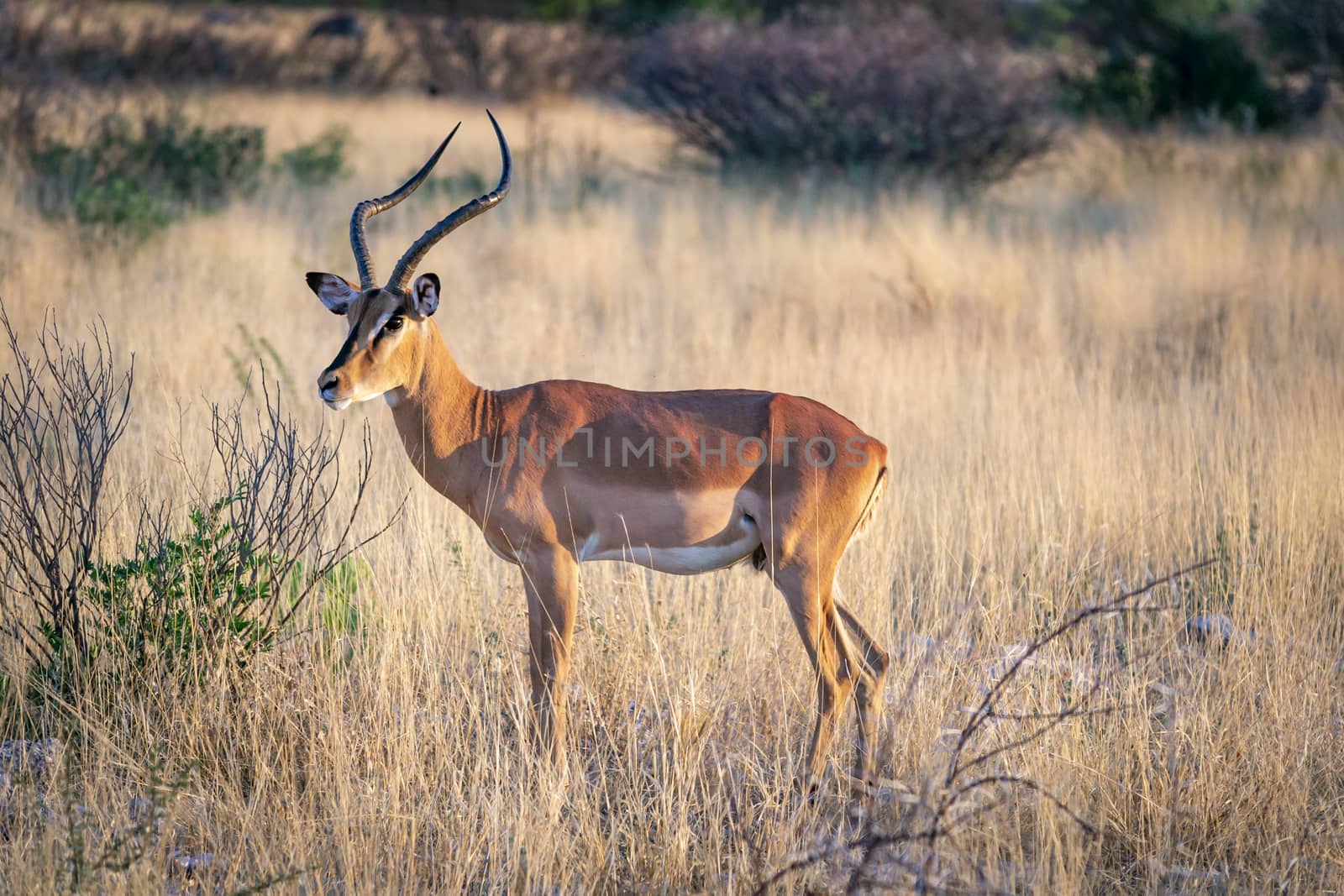Impala antelope isolated in the African savannah of Etosha national park Namibia during a safari by kb79