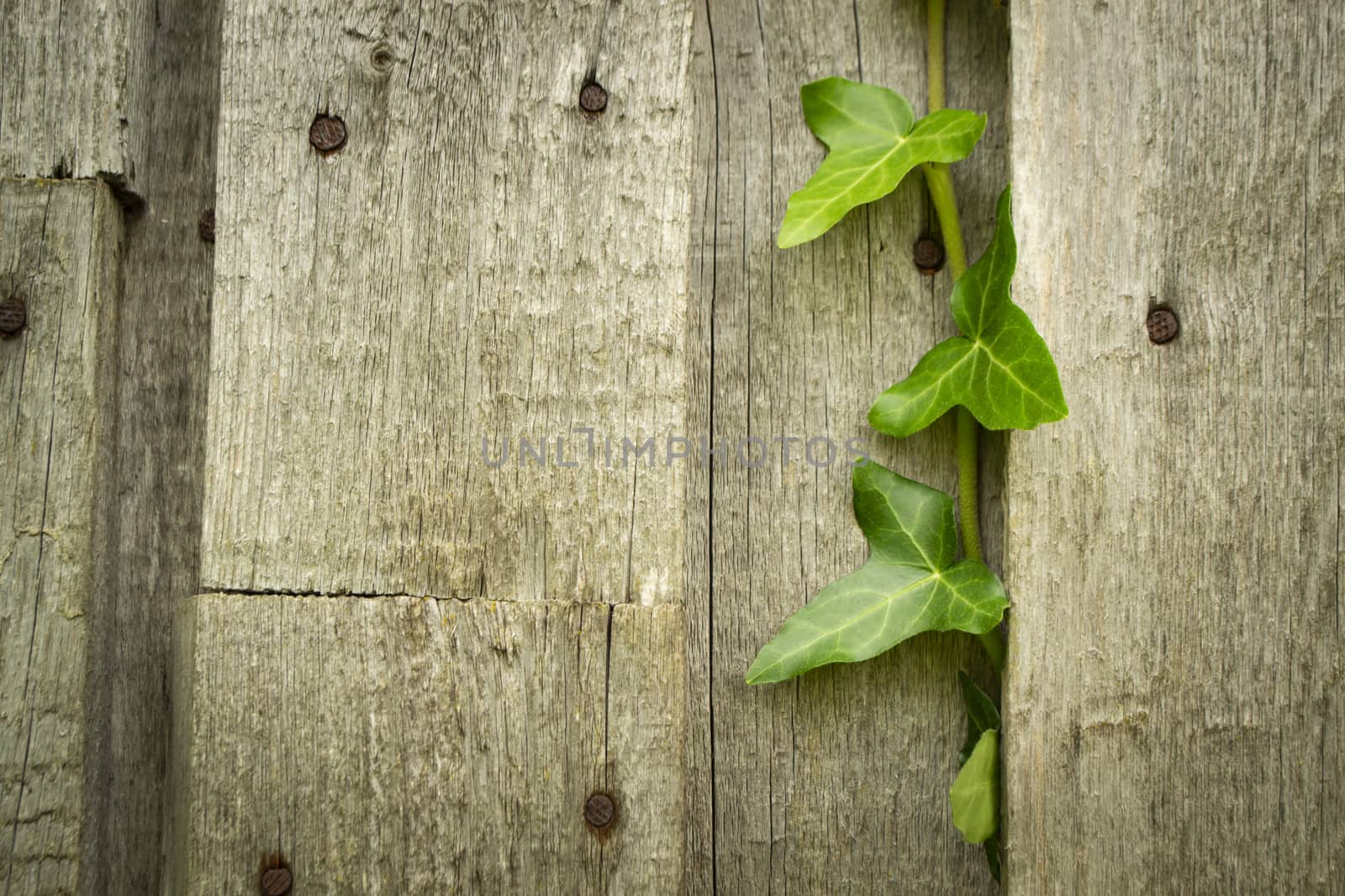 Background with old wooden wall texture and ivy leaves
