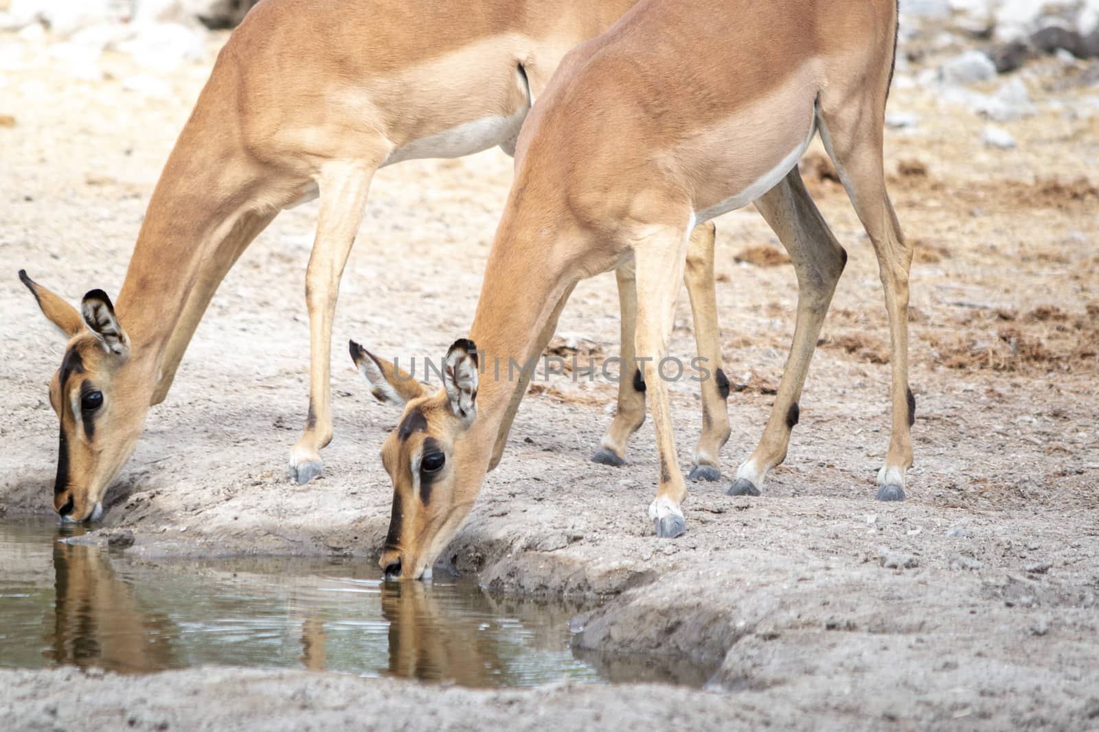 Two impala antelopes drinking water from a waterhole in the African savannah during a safari trip in Etosha National Park in Namibia