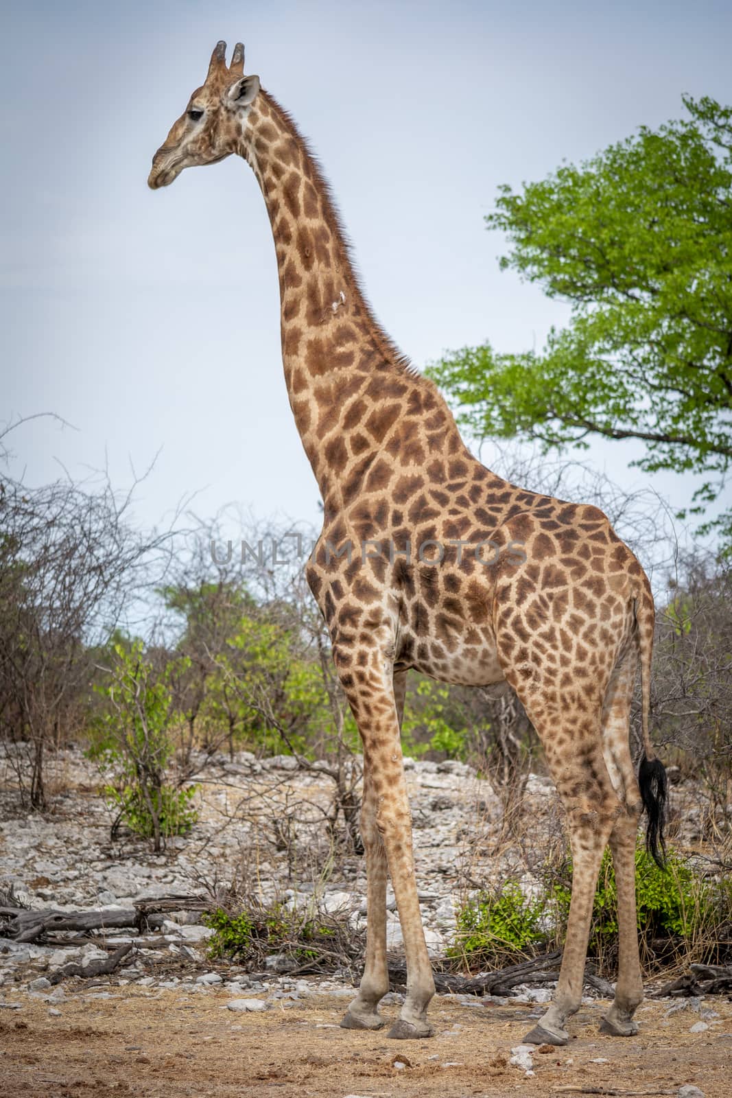 Giraffe standing gracefully and with elegance in the wilderness of the african savanna during safari by kb79