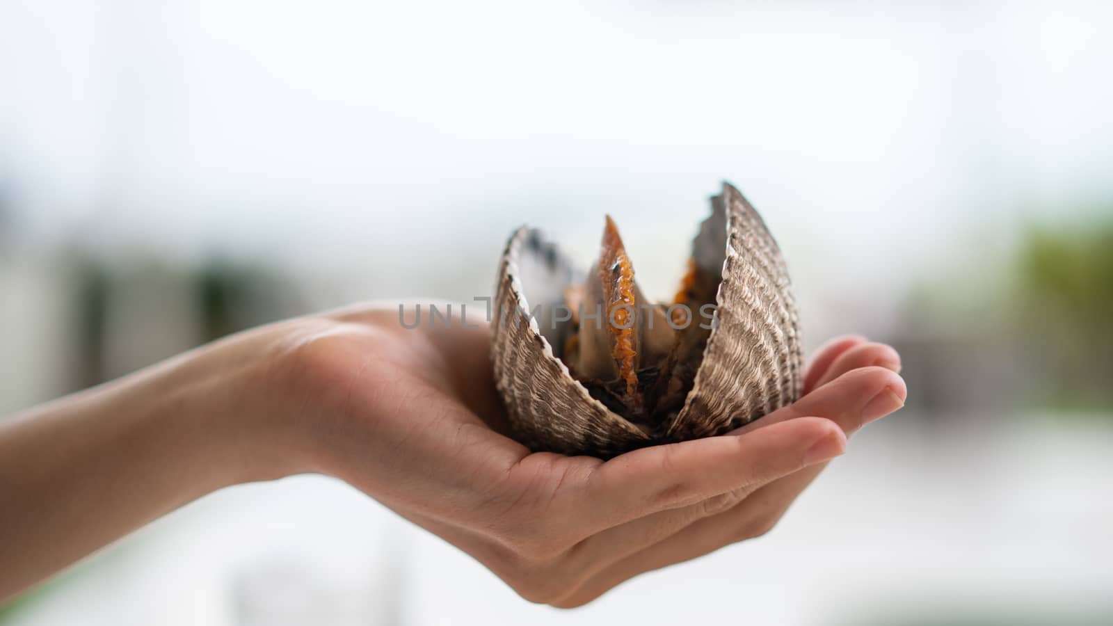Big cockles seafood in woman hand, cockles or scallop fresh shellfish.