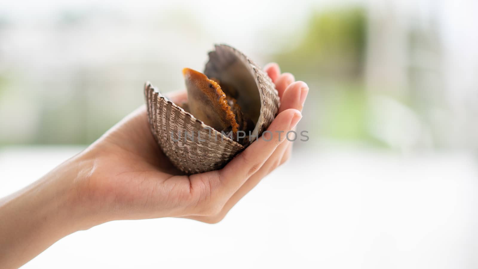Big cockles seafood in woman hand, cockles or scallop fresh shellfish.