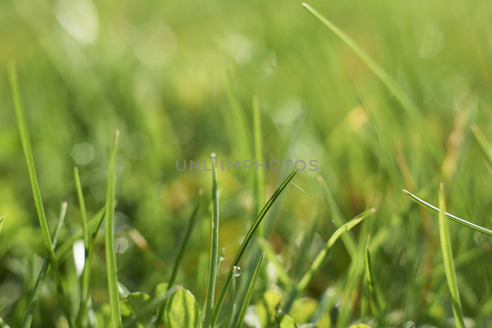 Close up view of blades of grass with space for copy