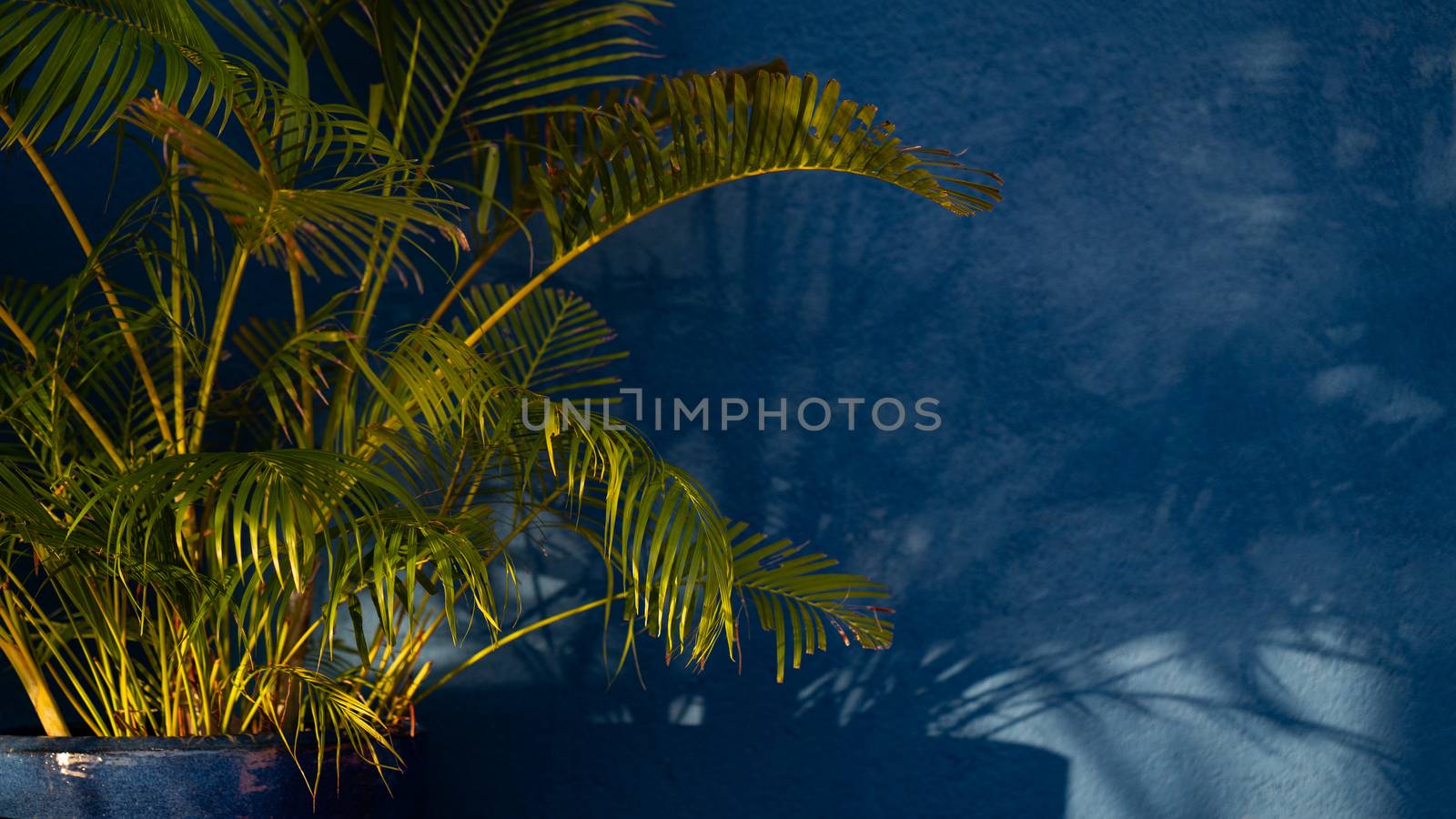 A green plant with light and shadow on blue wall background.