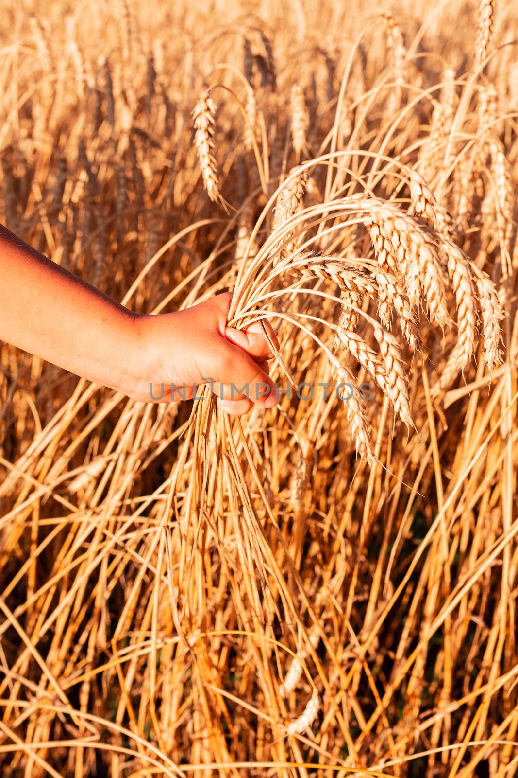 Child's hand holding golden wheat ears against golden wheat field background