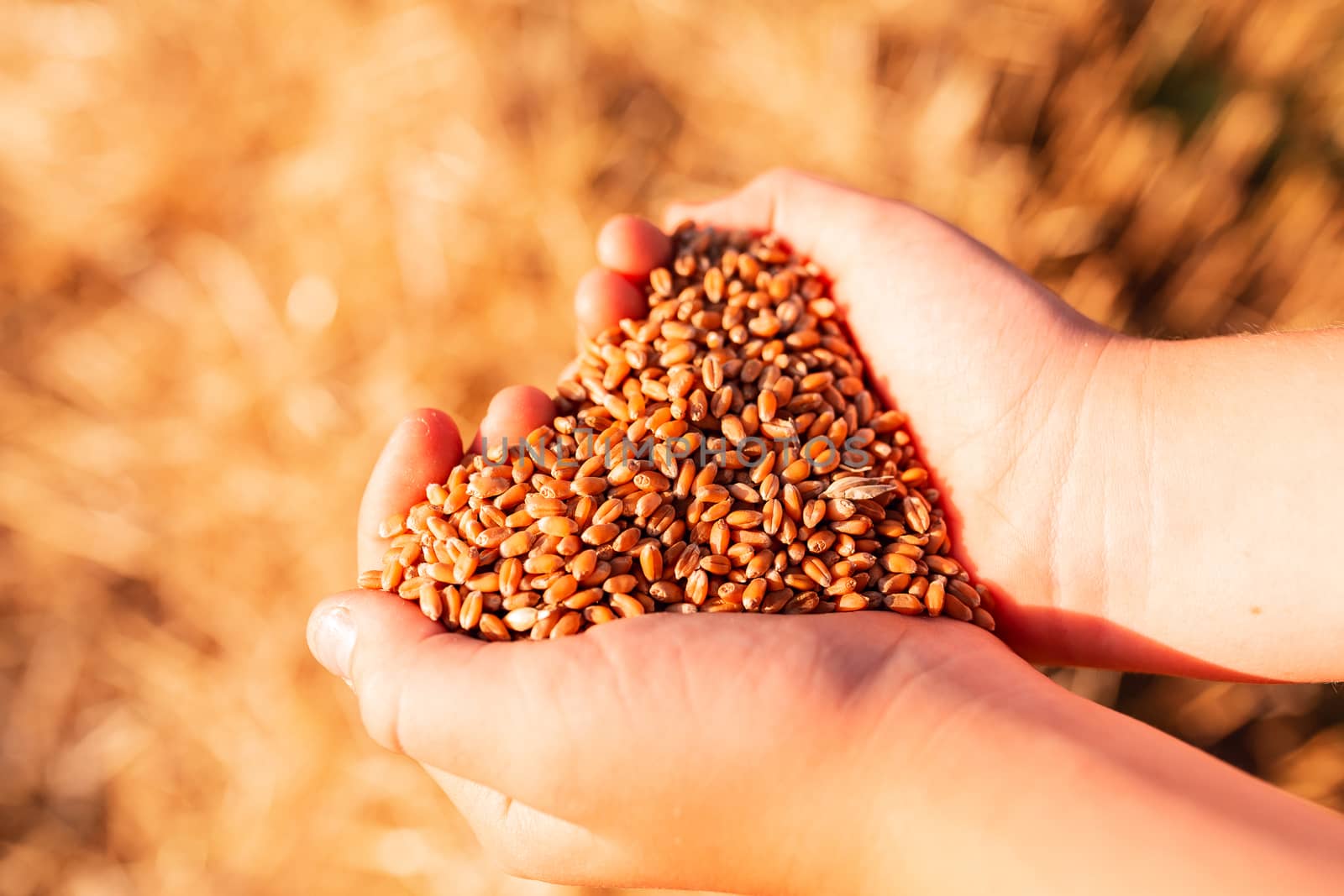 Child's hands holding golden wheat seeds forming a heart against wheat field background