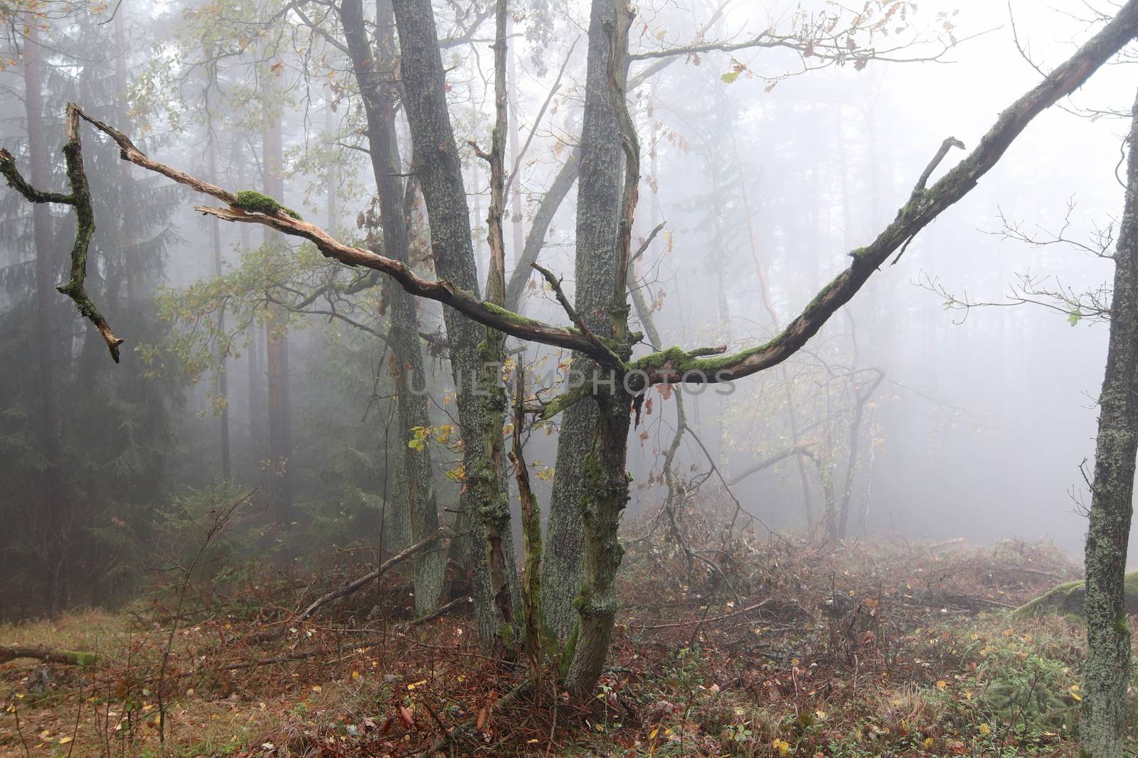 Fog in the forest in autumn - old tree - haunted forest