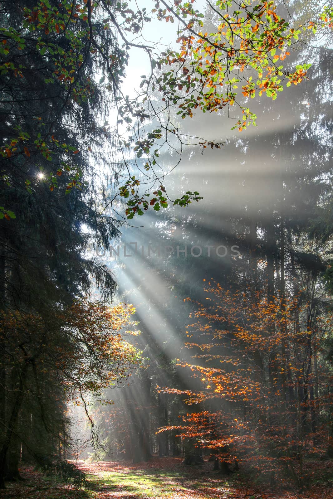 God beams - sun rays n the early morning forest