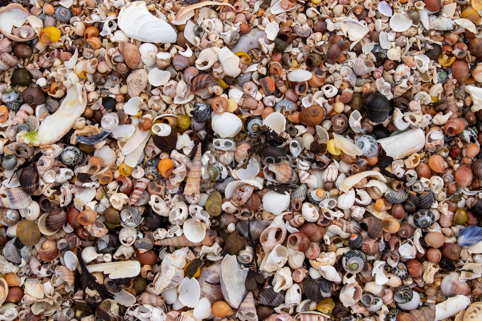 Shells of mollusc on the beach by Mibuch