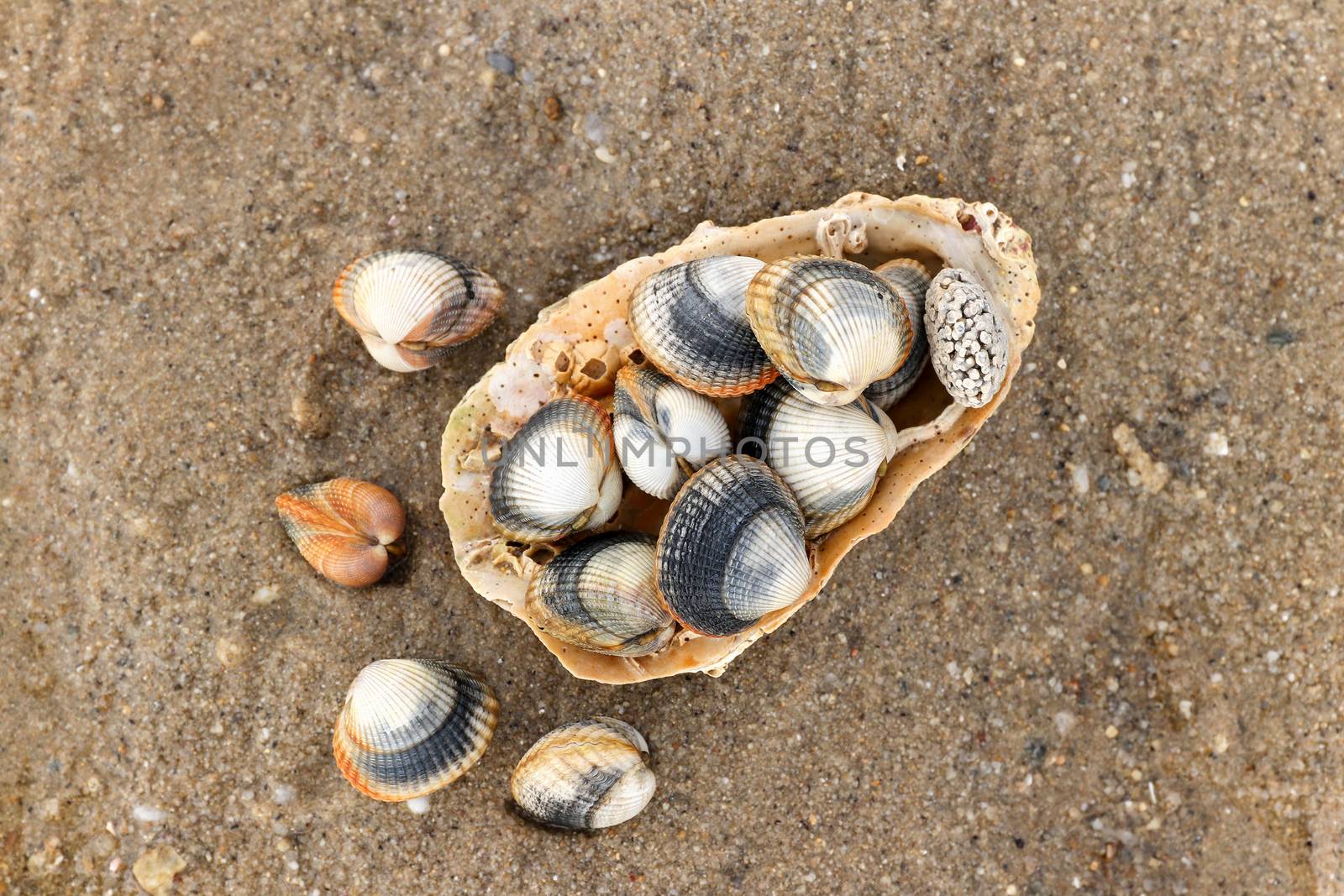 Common cockles on the sand - edible saltwater clams by Mibuch