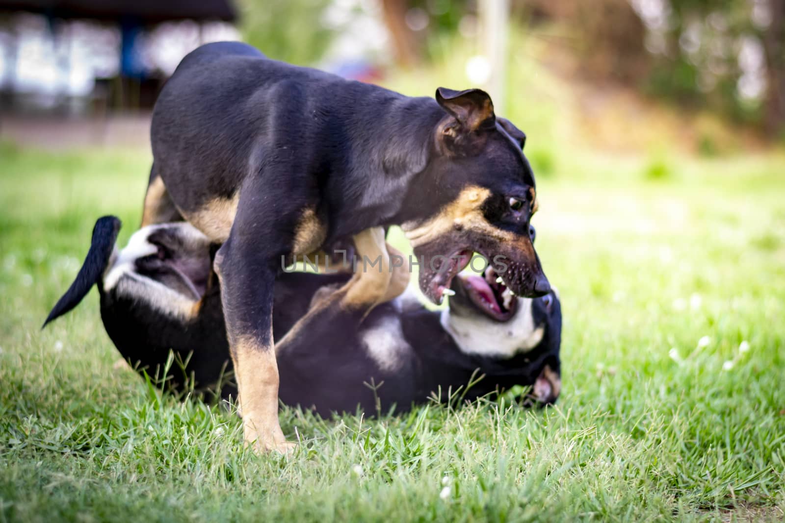 Two playful Beauceron dogs playing in the grass, on on top of the other