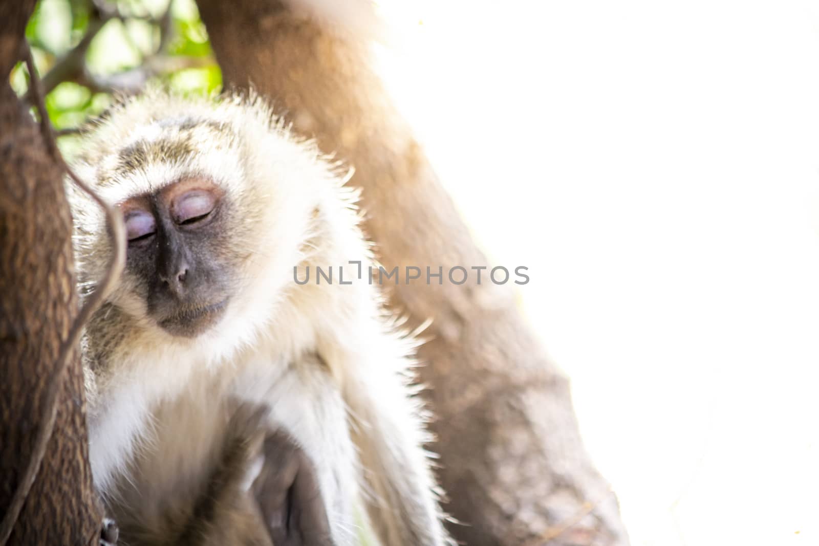 Shy and sad black faced vervet monkey looking away from camera, showing emotions with closed eyes. Plenty of copy space.