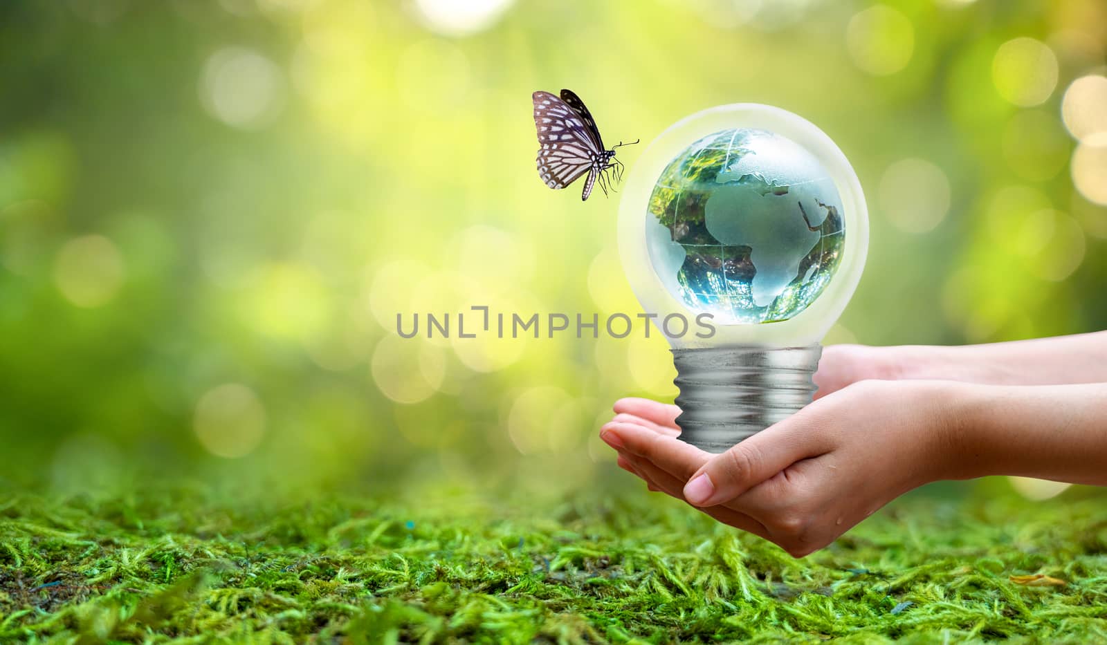 The bulb is located on the inside with leaves forest and the trees are in the light. Concepts of environmental conservation and global warming plant growing inside lamp bulb over dry by sarayut_thaneerat