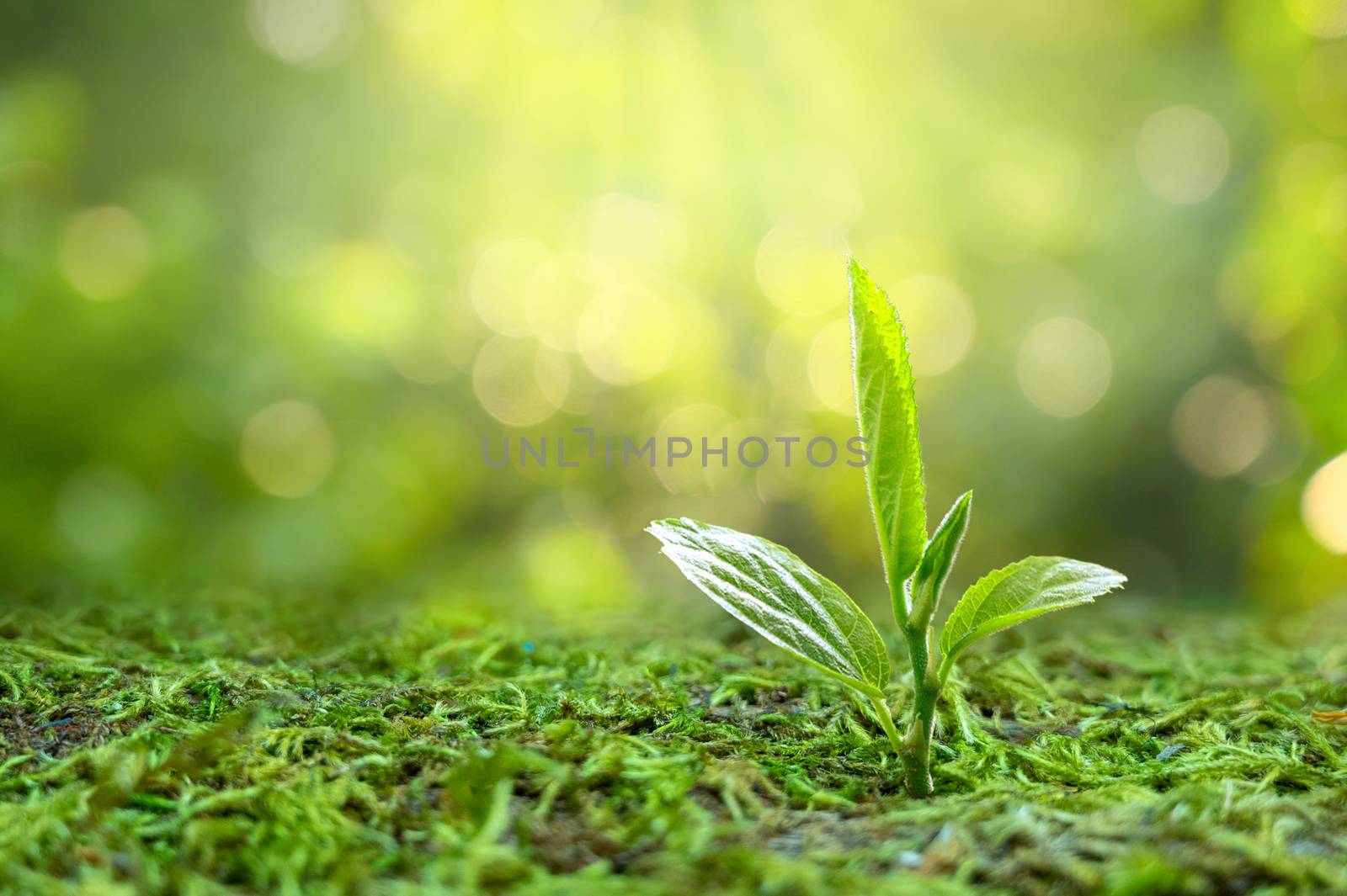 Planting seedlings young plant in the morning light on nature background by sarayut_thaneerat
