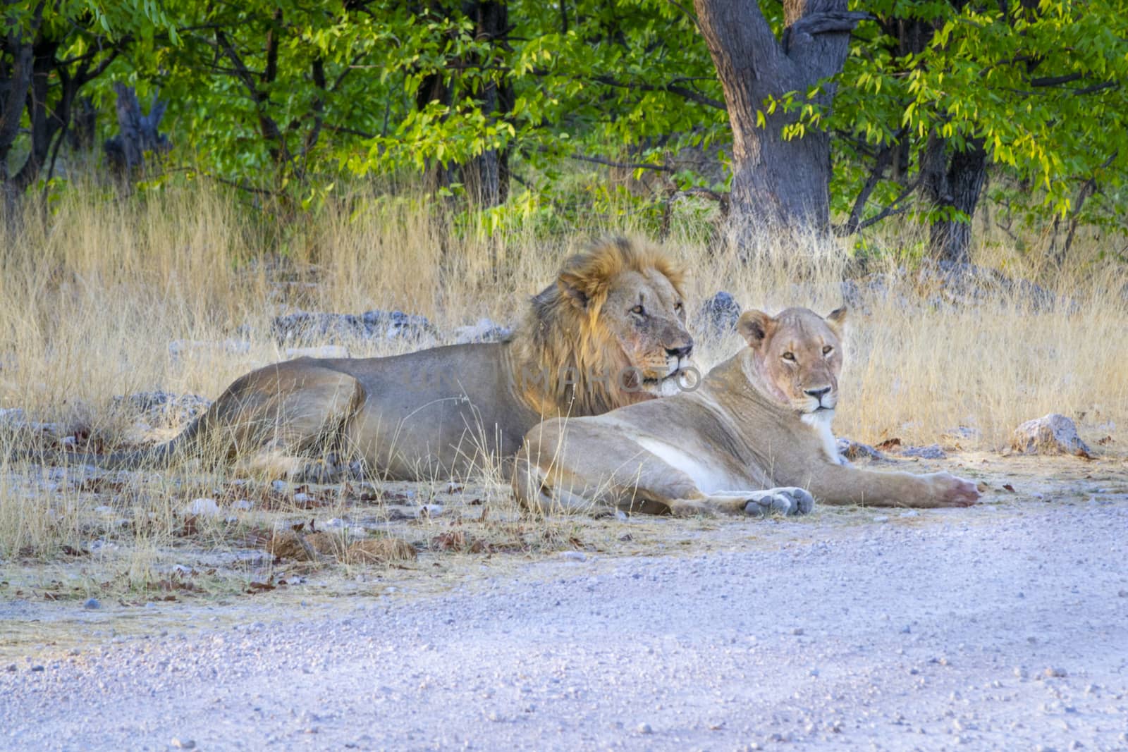 Lion couple togetherness, male and female resting and lying in the african savannah by kb79