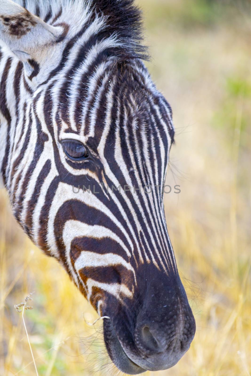 Close-up and portrait of a Zebra head, eating grass in the African savannah