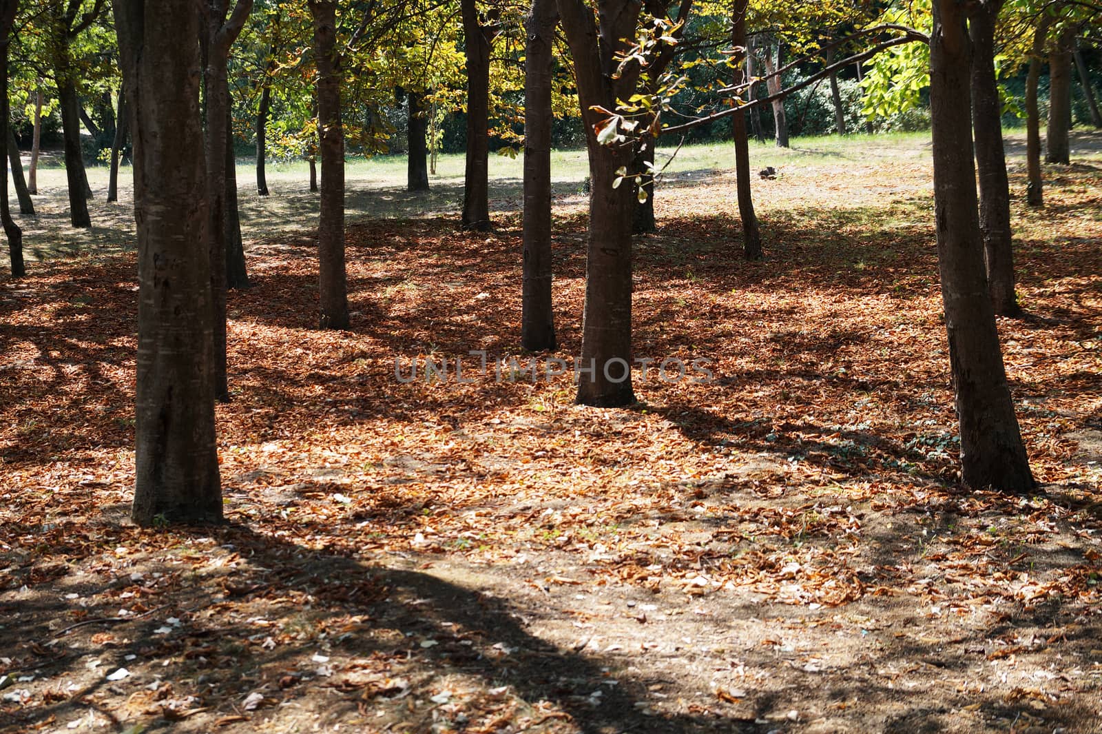 autumn park on a sunny day