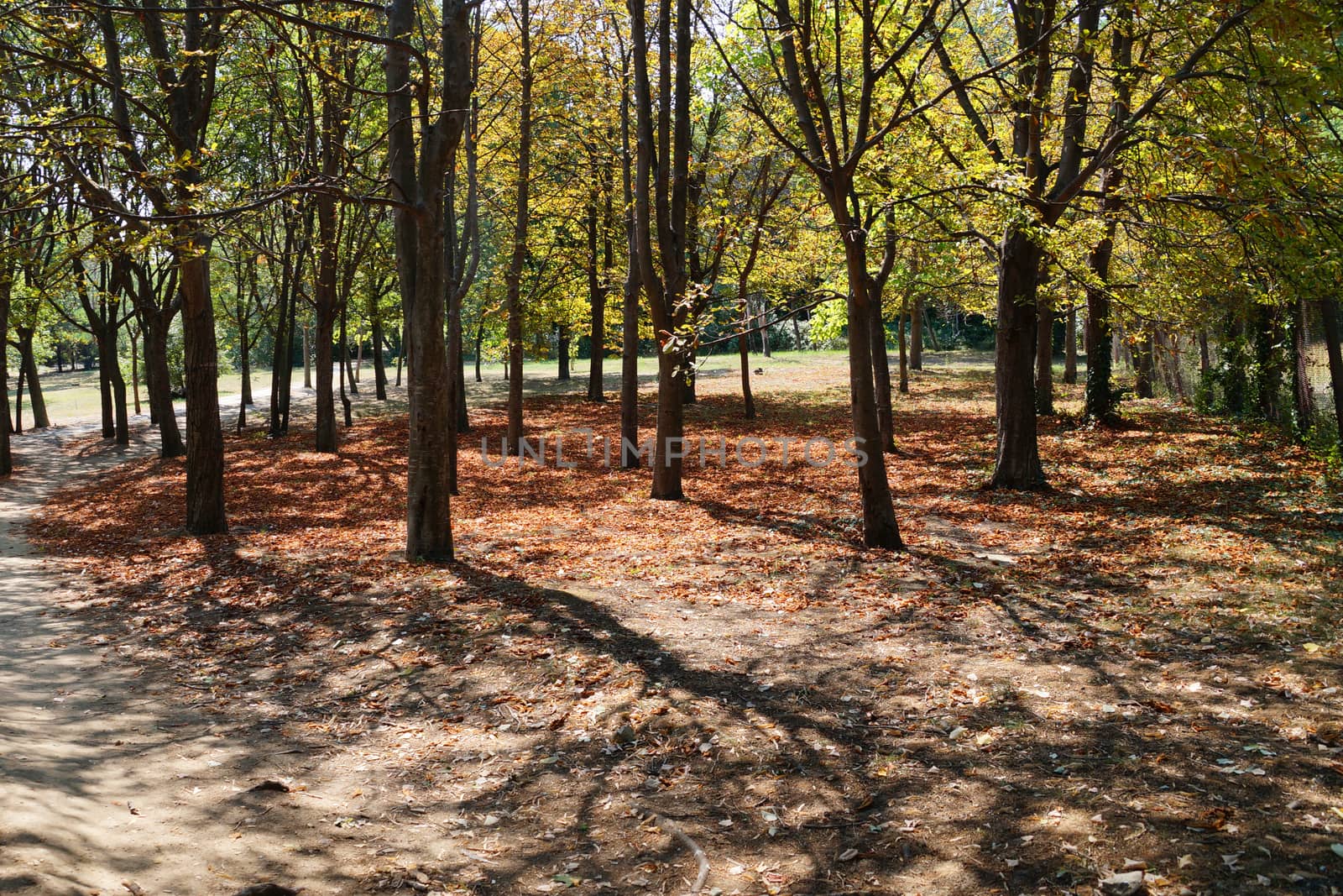 empty autumn park on a sunny day by Annado