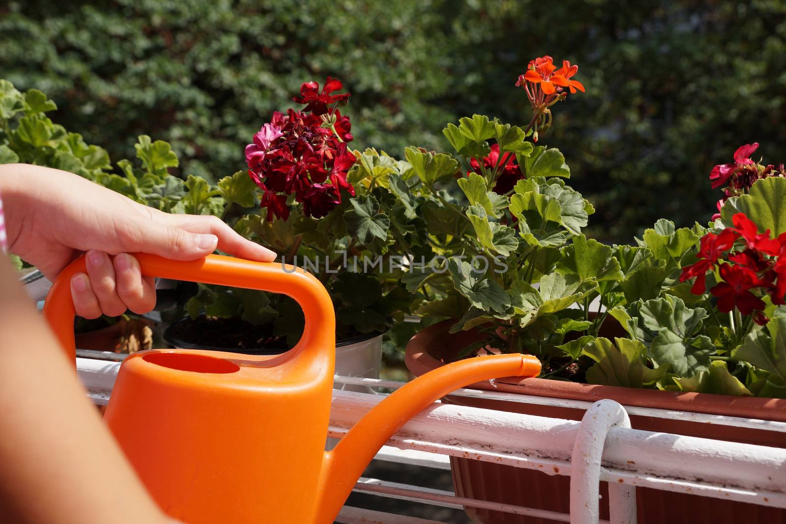 female hand with watering can watering flowers on the balcony.