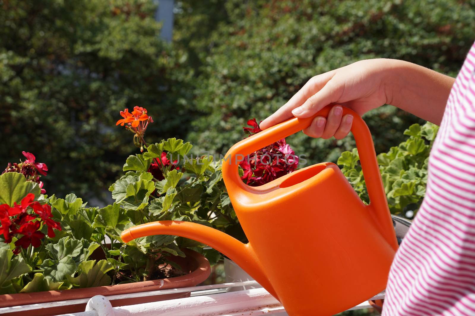 female hand with watering can watering flowers on the balcony by Annado