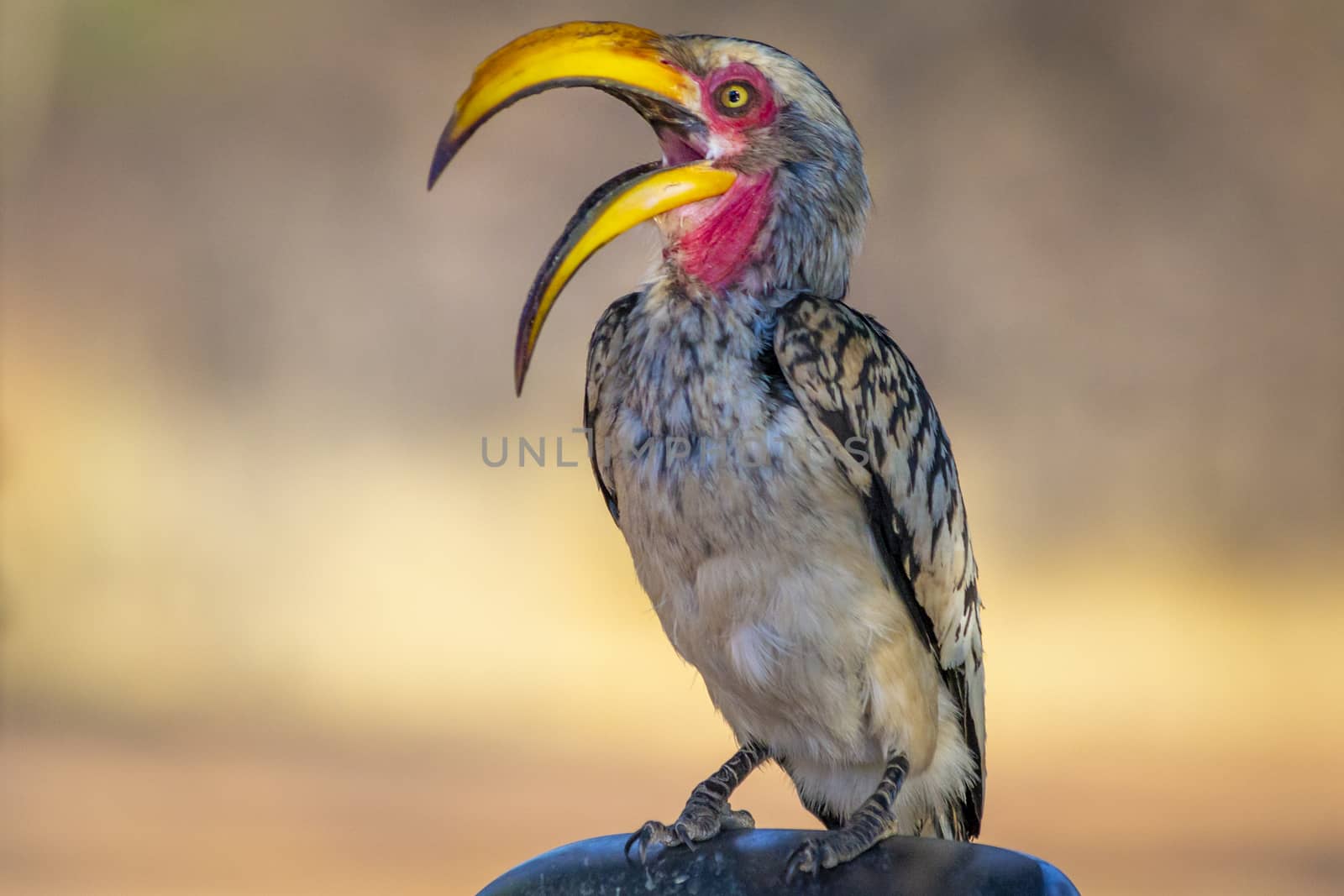 Southeren yellow-billed hornbill or latin name Tockus leucomelas. by kb79