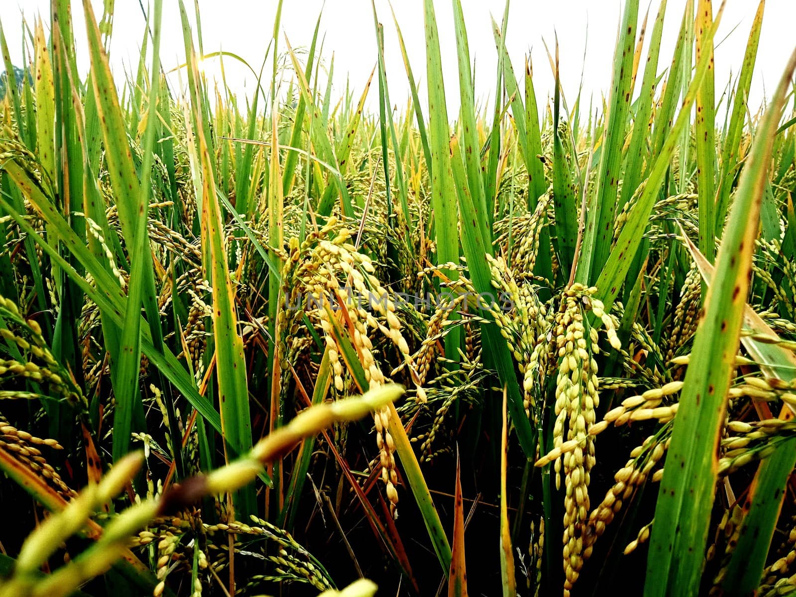 Cultivation of Paddy - Agriculture