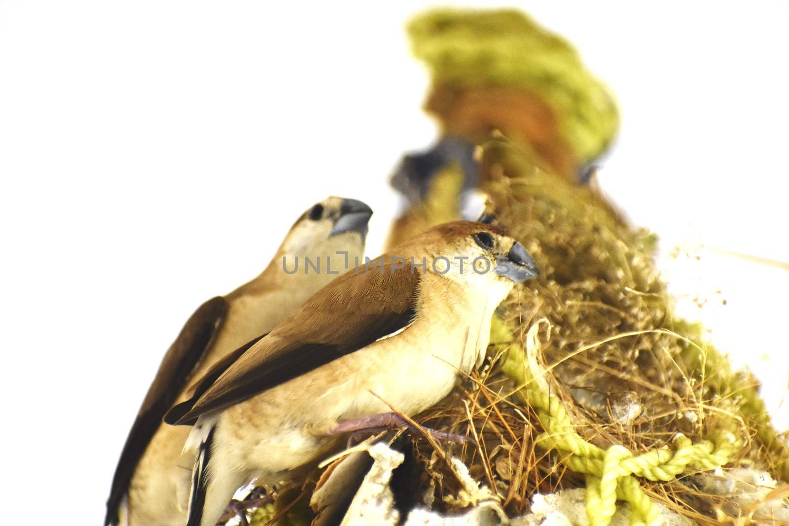 Two birds in their nest. by ravindrabhu165165@gmail.com