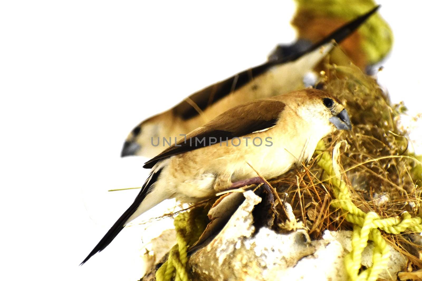 Two birds in their nest. by ravindrabhu165165@gmail.com